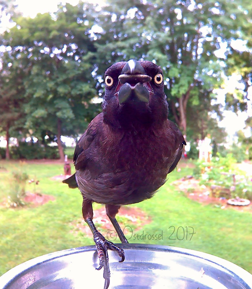 Woman Feeds Birds And Captures Stunning Close-Up Photos While Eating (New Pics)