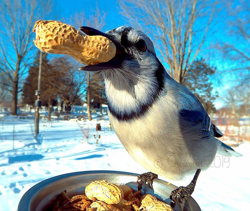 50 Extraordinary Bird Portraits Made By A Hidden Bird Photo Booth