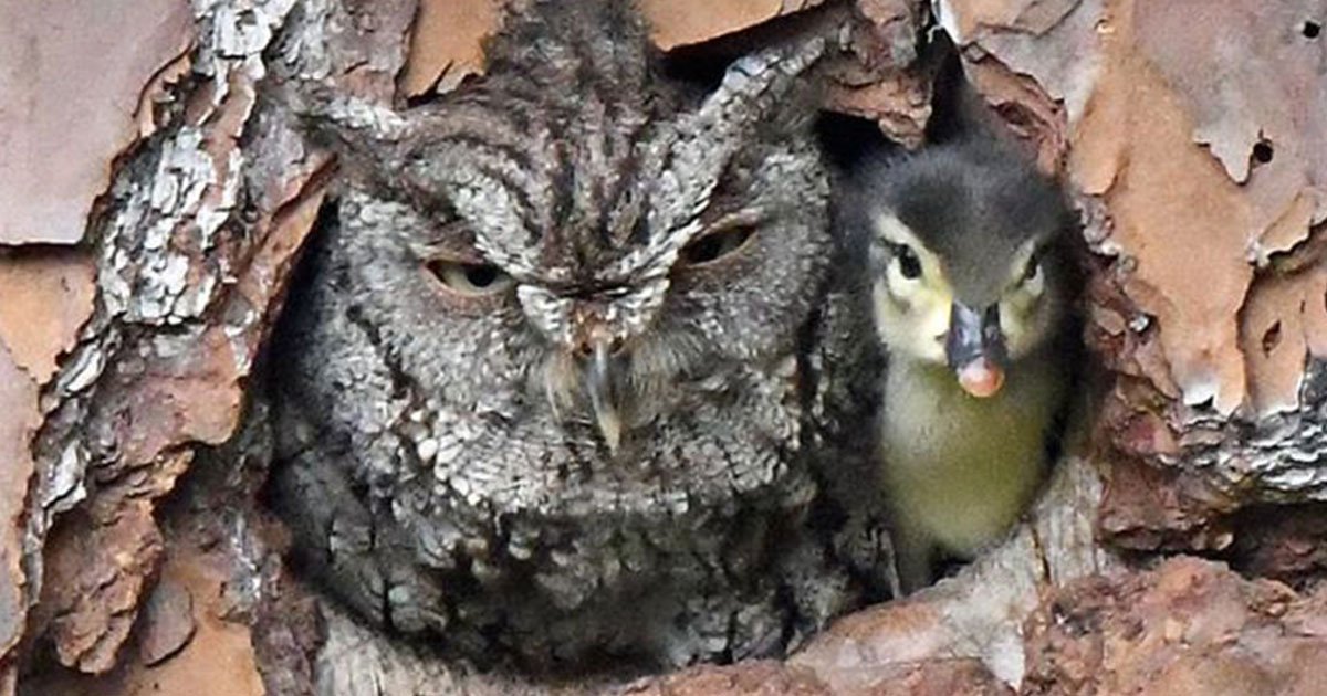 a photographer shared photos of duckling gets raised by an owl and it is adorable to see.jpg?resize=412,275 - A Photographer Shared Photos Of A Duckling Getting Raised By An Owl And It Is The Cutest Thing Ever