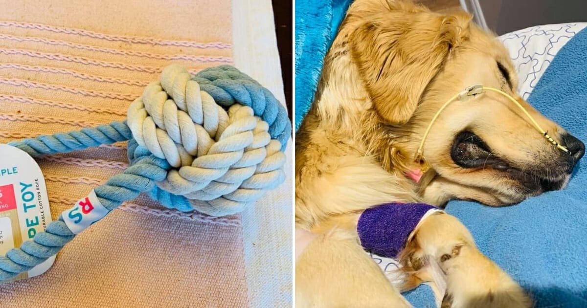 aa.jpg?resize=1200,630 - Heartbroken Owner Shared Warning About Rope Toys After Her Golden Retriever Passed From Eating Them