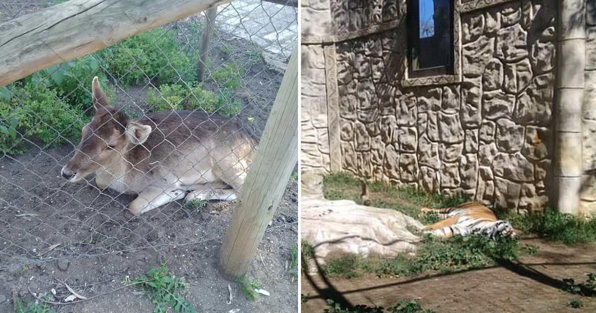 abandoned zoo.png?resize=1200,630 - Animals Left Abandoned After Spanish Zoo Closed Its Doors