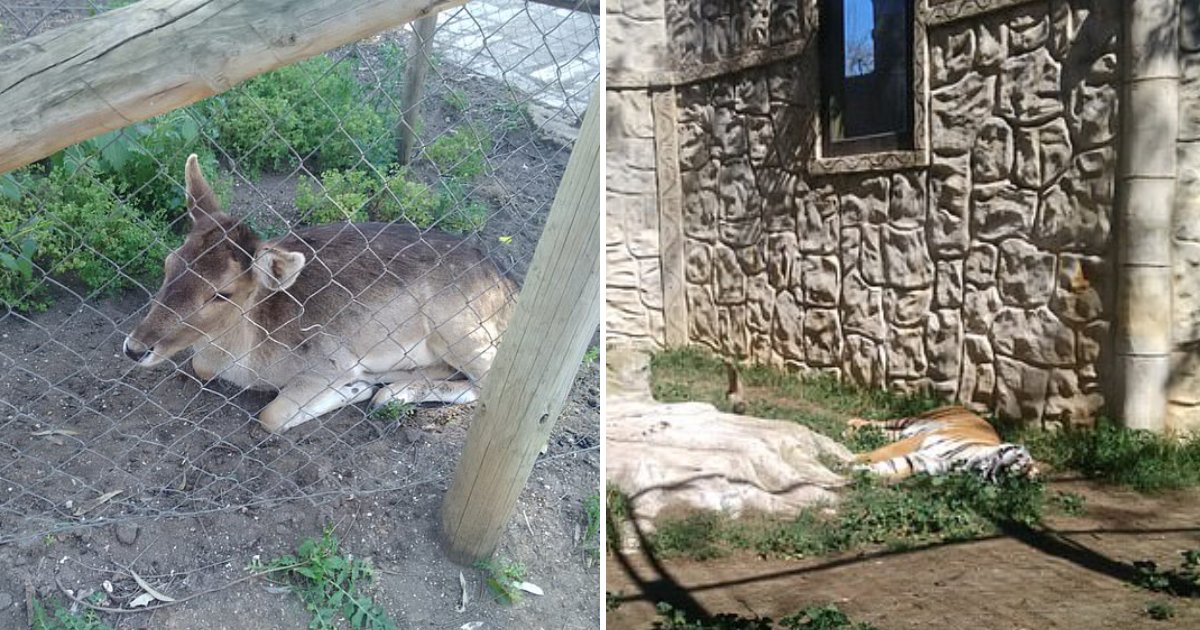 abandoned zoo.png?resize=412,275 - Animals Left Abandoned After Spanish Zoo Closed Its Doors