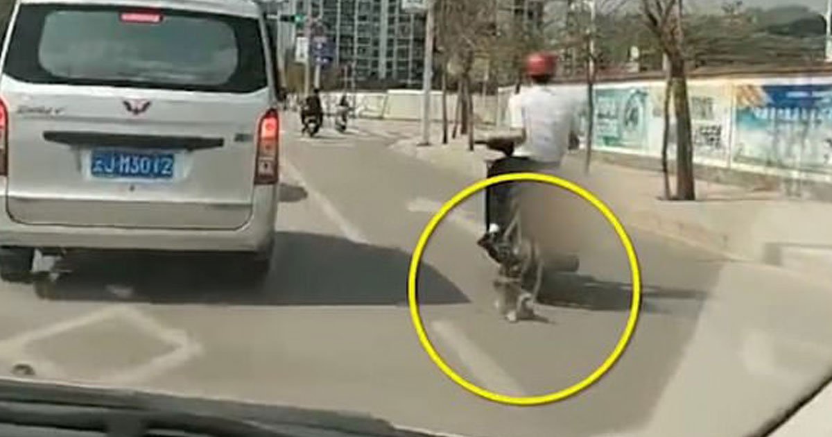 abused dog.jpg?resize=1200,630 - Video Of A Man Dragging A Pet Husky Behind His Scooter Using A Leash Sparked Outrage