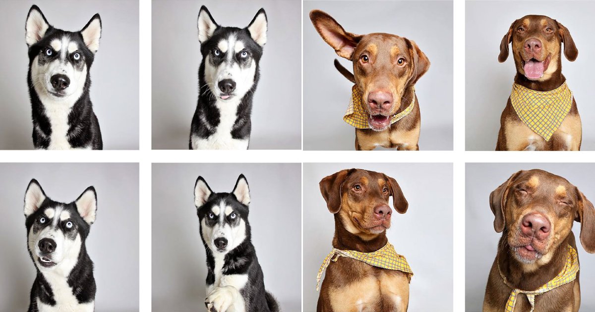 adopted dogs.png?resize=1200,630 - Stunning Pictures From Shelter Dog Photobooth That Helped Little Ones Find Forever Homes