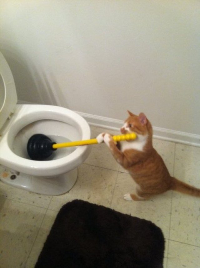 Cat holding plunger.