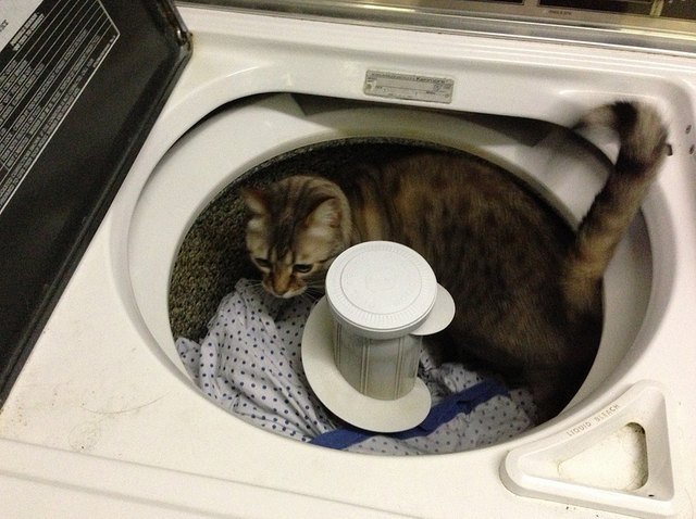 Cat in laundry machine.