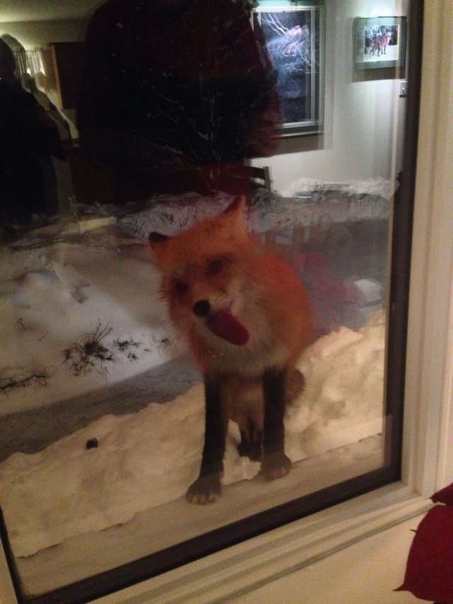Fox licking window