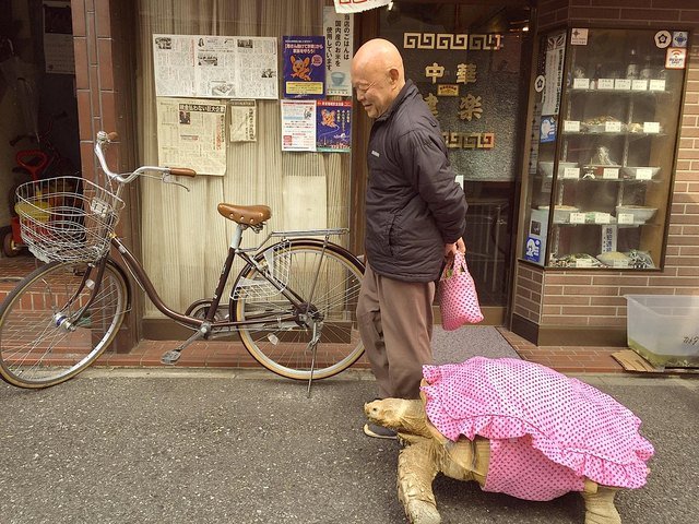 Tortoise in a pink outfit walking next to man holding a matching pink tote bag.