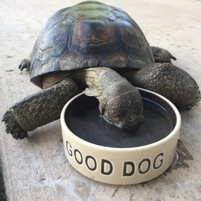 Tortoise drinking out of water bowl that says "good dog"