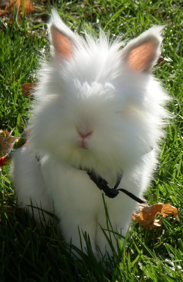Very fluffy bunny