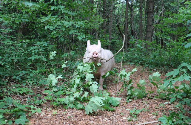 Pig retrieving a large branch.