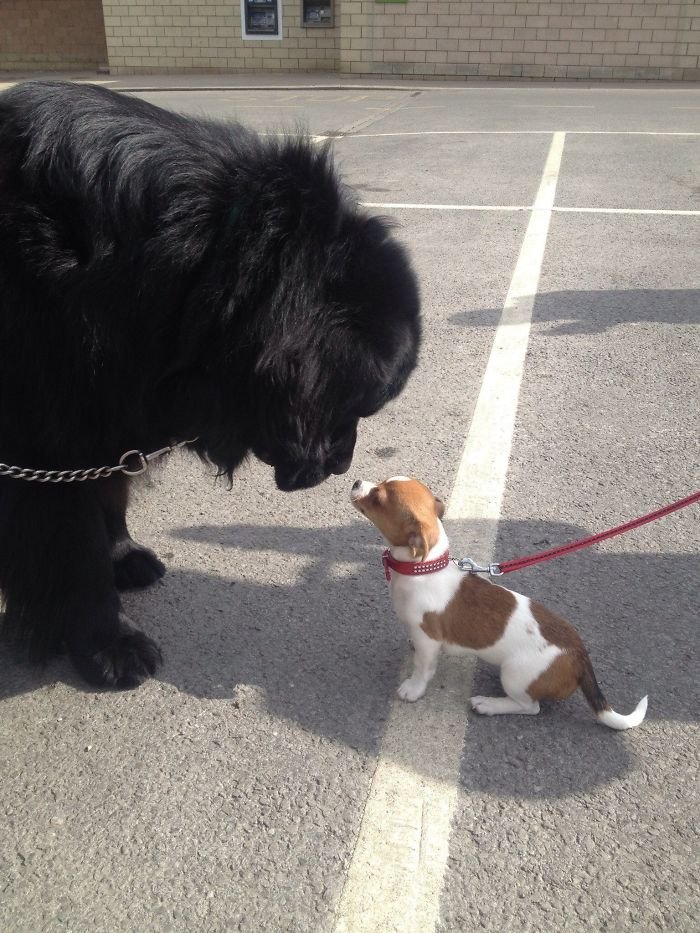 I Love It When My Newfie Meets A Smaller Dog