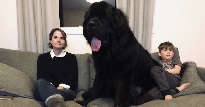 adorable photos of newfoundlands that people posted to show how massive they are 5c5d50ef4756a wyrqhqdo0csvhwjfhia4k1 uux c31eeuxd1tfwoplg  700 e1555054601107.jpg?resize=1200,630 - 30 Adorable Photos Of Newfoundlands That People Posted To Show How Massive They Are