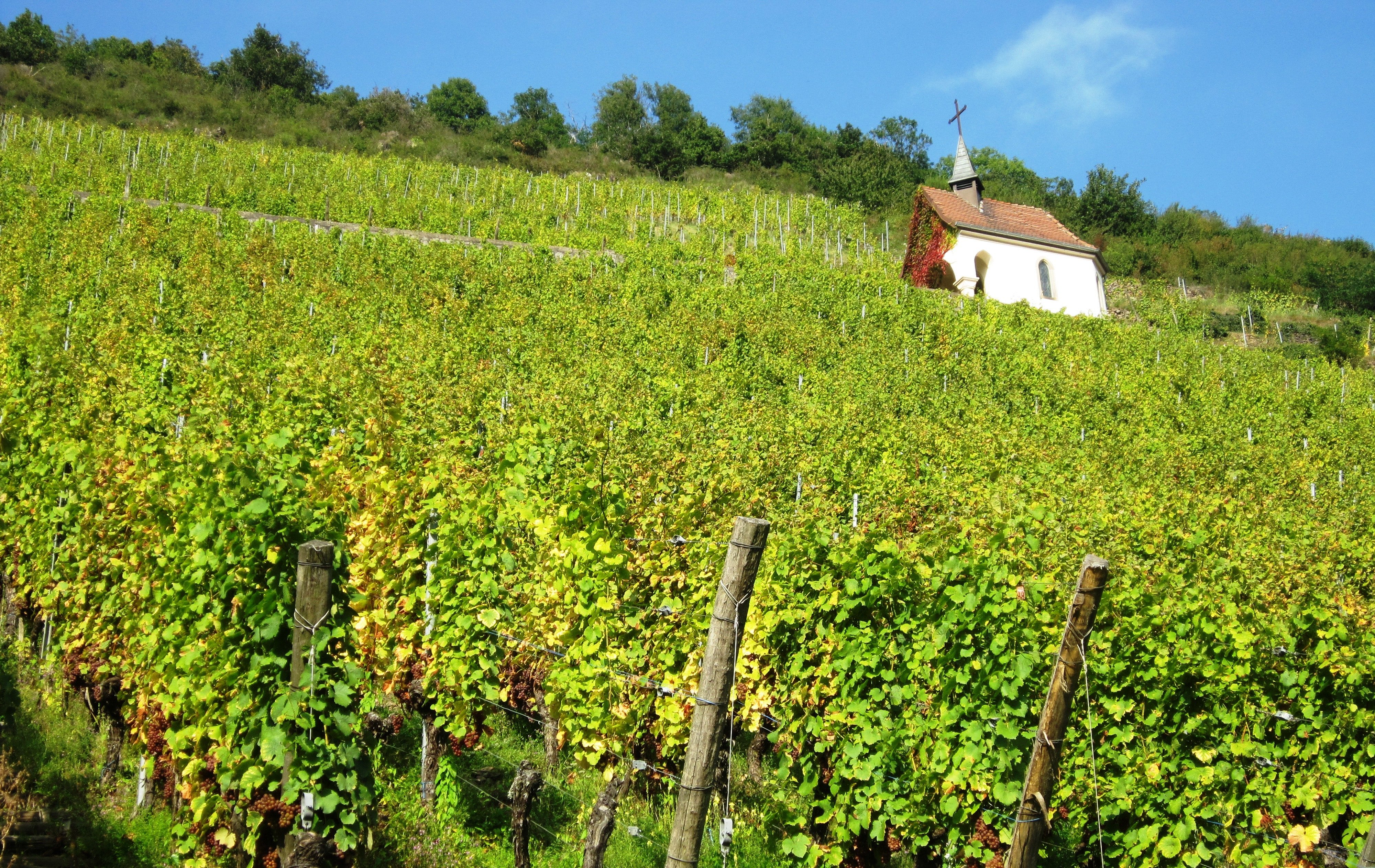andreas fickl 1398038 unsplash.jpg?resize=1200,630 - Découvrez les 5 plus beaux villages sur la route des vins d'Alsace