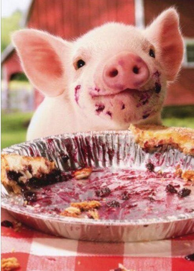 Pig and pie