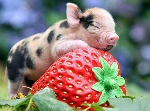 Pig on strawberry