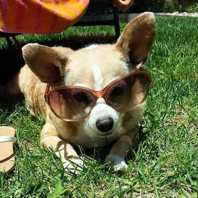 Dog in sunglasses