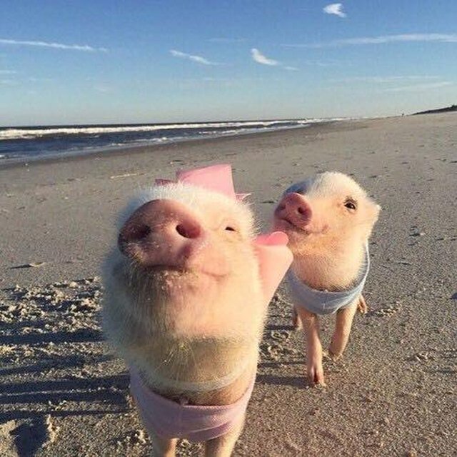 Pigs on the beach
