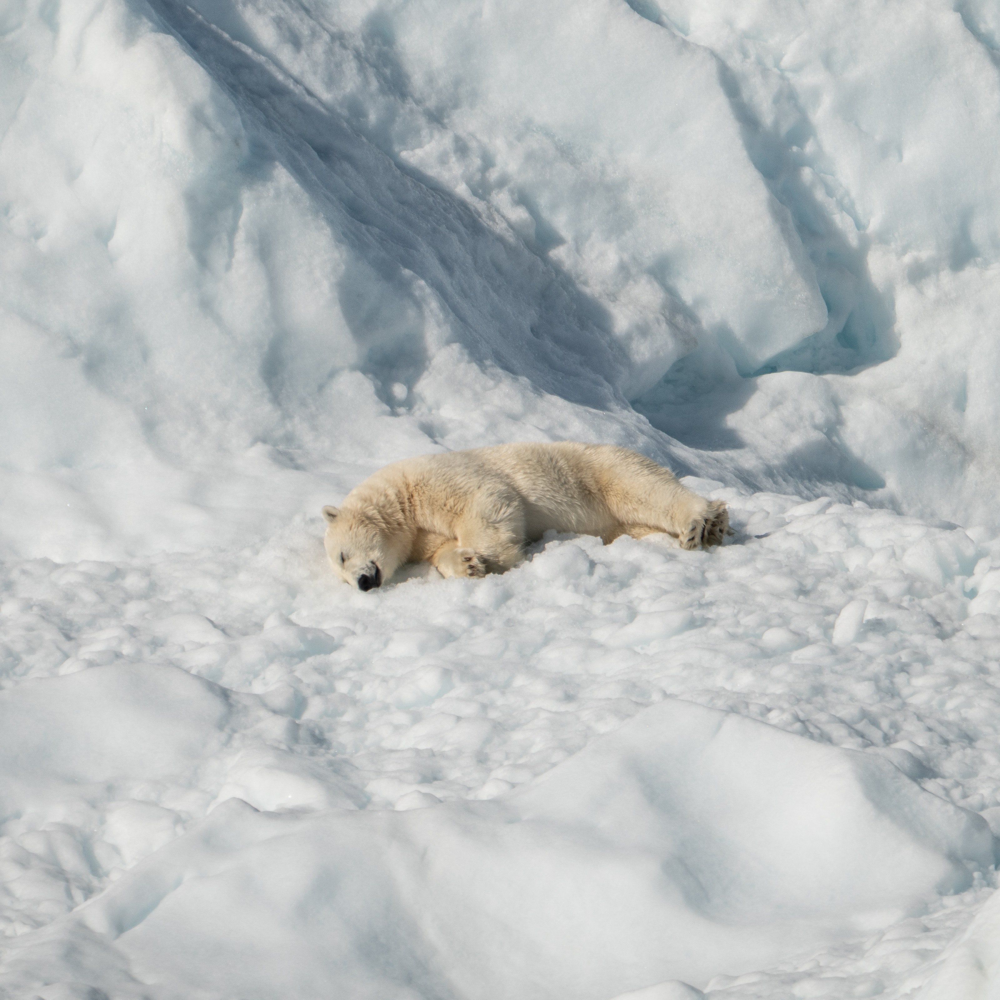 annie spratt 1283207 unsplash.jpg?resize=412,232 - Cet ours polaire a été aperçu à 700 km de son habitat pour trouver de la nourriture