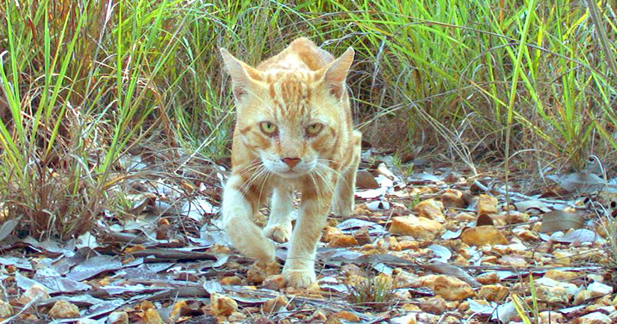 australia to kill cats.jpg?resize=1200,630 - Australian Government Is Planning To Get Rid Of Two Million Feral Cats By 2020