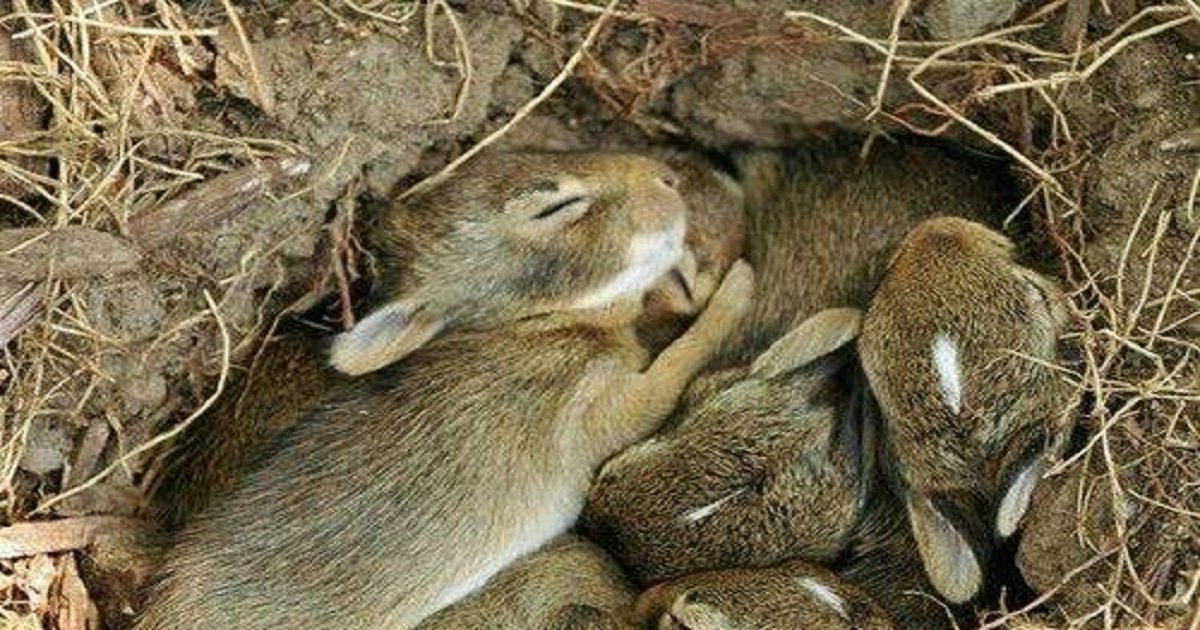 b3 4.jpg?resize=412,275 - Here's What You Should Do If You Find A Nest Of Baby Bunnies