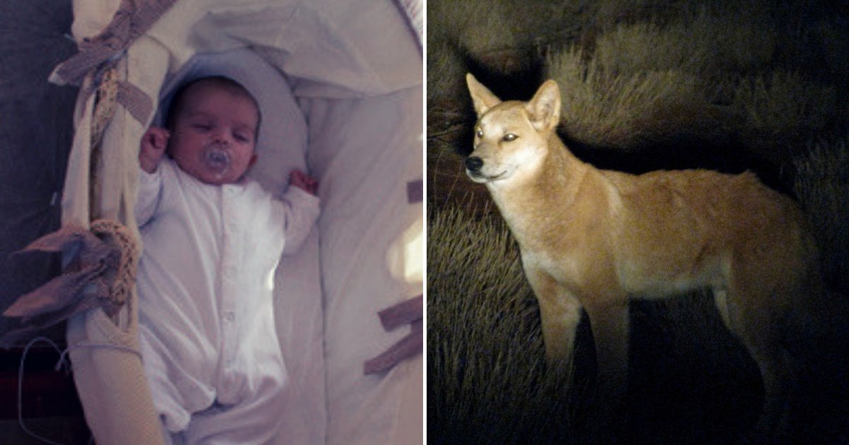 baby5.png?resize=1200,630 - 1-Year-Old Baby Boy Dragged Away By A Dingo From The Family's Caravan