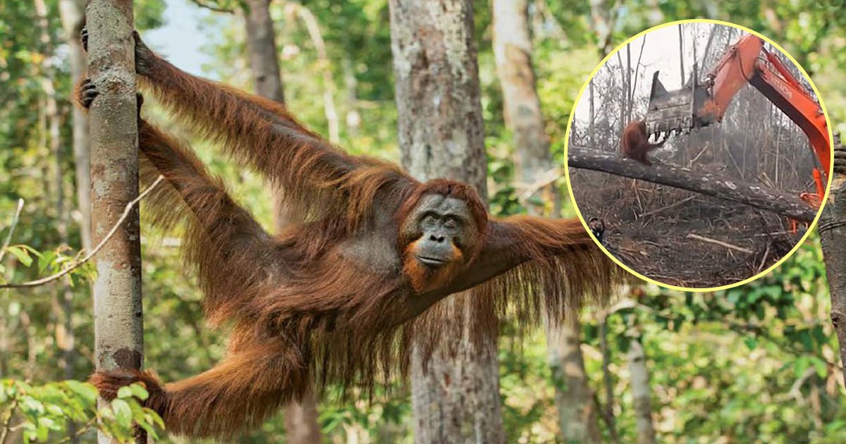 bbc documentry.jpg?resize=412,232 - Heartbreaking Video Of An Orangutan Trying To Stop A Bulldozer That Was Clearing Its Habitat For Palm Oil Plantation