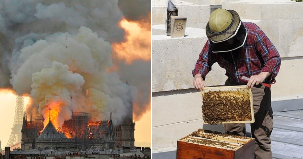 bees.png?resize=1200,630 - Les abeilles de Notre Dame conservées dans des ruches sur le toit ont miraculeusement survécu au feu