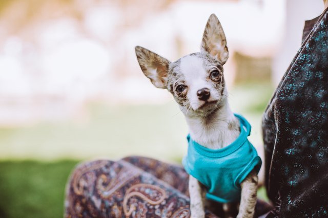 Cute Chihuahua dog sitting in a girl