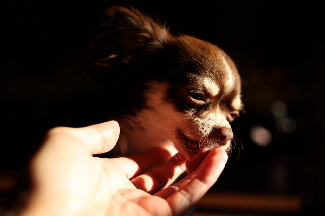 Chihuahua dog licking woman