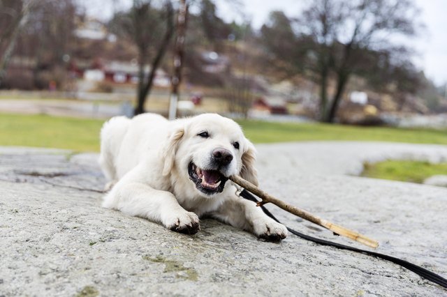 Labrador retriever dog with stick