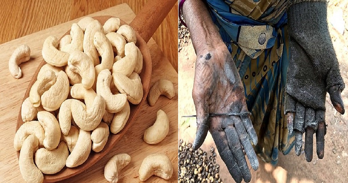 c4 1.jpg?resize=1200,630 - The Dirty Truth Behind The Cashew Industry Exposed