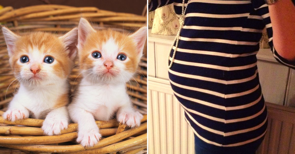 cats2.png?resize=412,275 - Four Senators Vowed To Protect Kittens, Here's How They Feel Regarding Unborn Children
