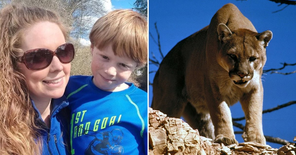 cougar2.png?resize=412,275 - Mother Bravely Opened Cougar's Mouth With Bare Hands To Save 7-Year-Old Son