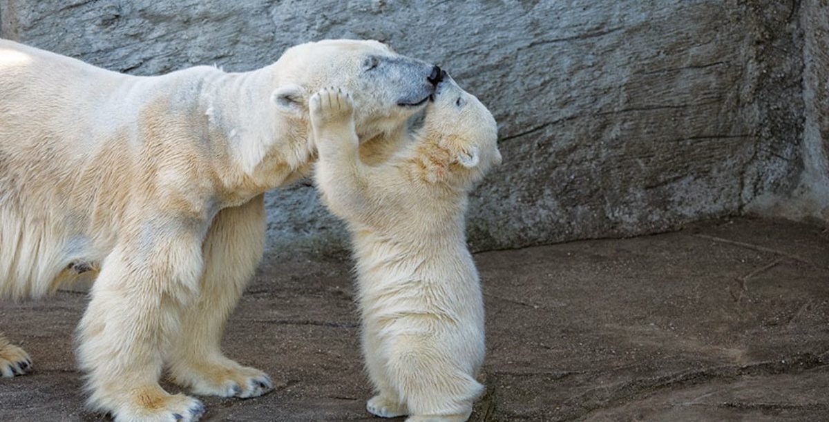 cute baby polar bear photos 4jpg e1554193069373.jpg?resize=1200,630 - 20 Adorable Photos of Baby Polar Bears That Will Melt Your Heart
