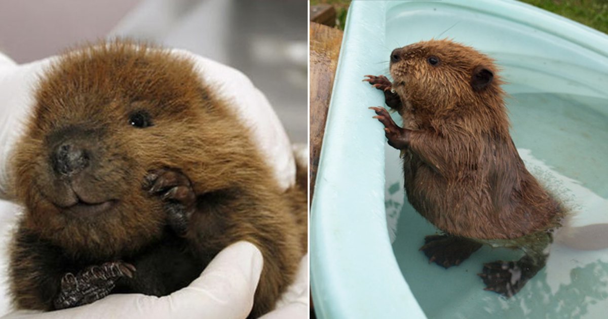 cute beavers.png?resize=1200,630 - 20 photos d'adorables bébés castors pour vous donner le sourire