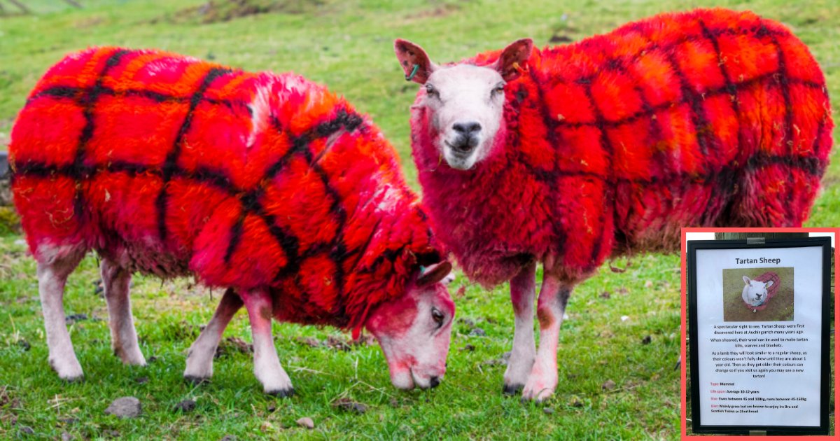 d1 17.png?resize=1200,630 - Sheep Turns Red to Impress the Americans in Scottish Land