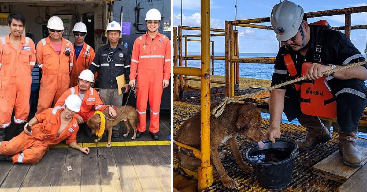 d1 9.png?resize=412,232 - A Pooch Travelled Nearly 135 Miles Off the Shore But Was Luckily Rescued by the Oil Rig Workers