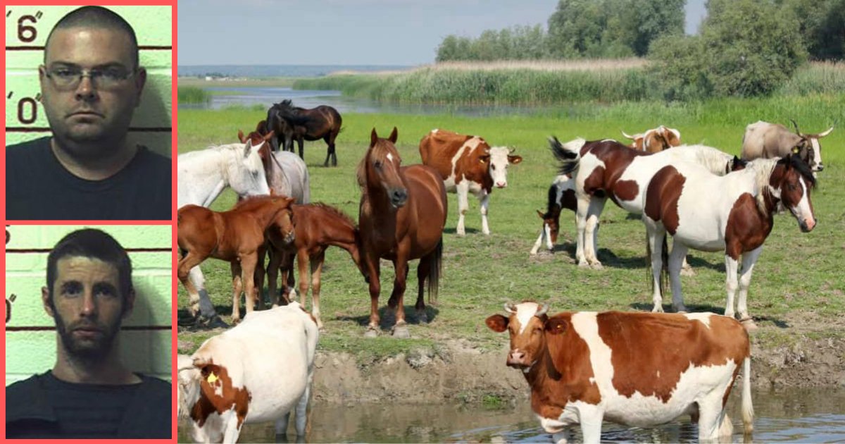 d2 17.png?resize=1200,630 - 3 Men Jailed for Getting Intimate With Horses, Cows, Dogs, and Goats at Their Makeshift Farm