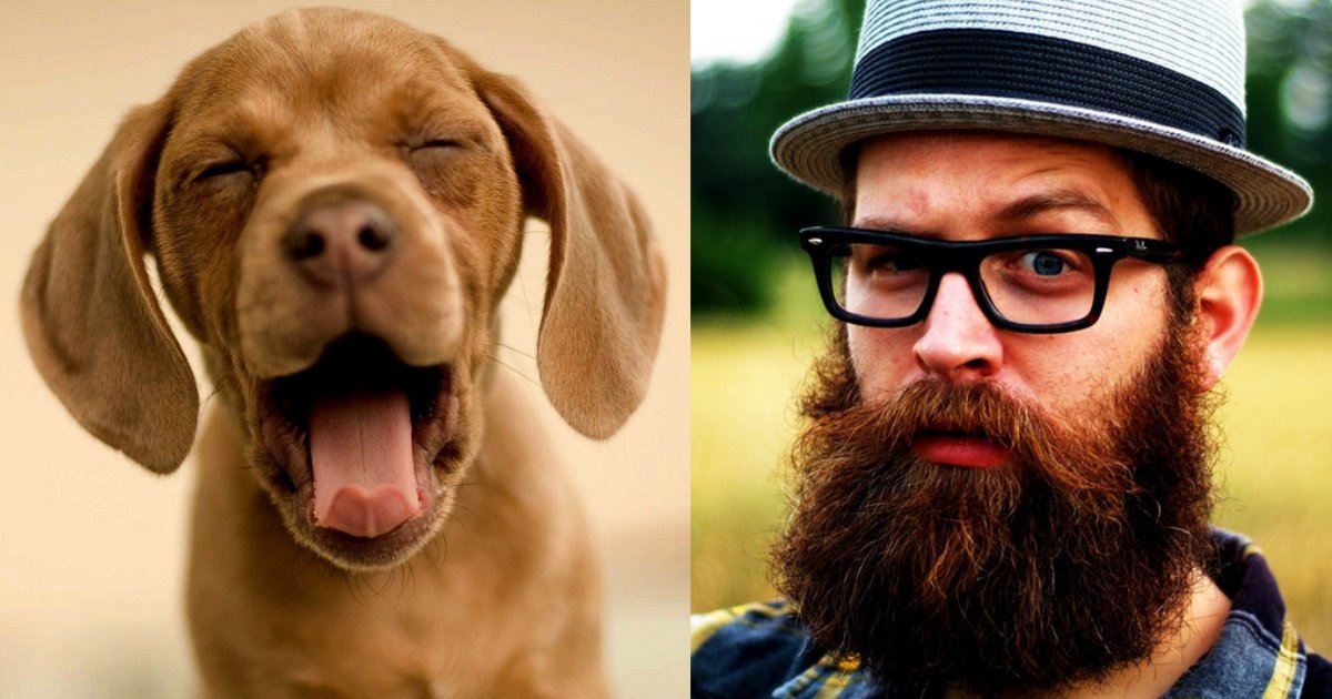 d2 8.png?resize=412,275 - A Recent Study Has Shown That Bearded Men are Prone to Carry More Harmful Germs Than A Dog