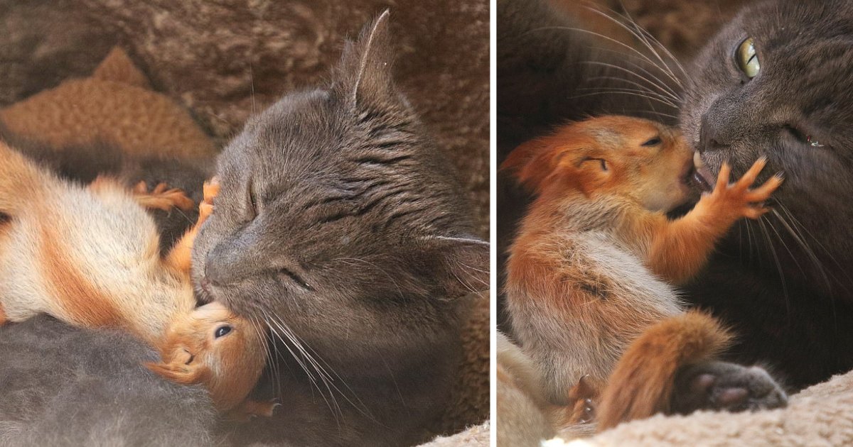 d3 21.png?resize=1200,630 - Un chat adopte 4 bébés écureuils comme ses bébés