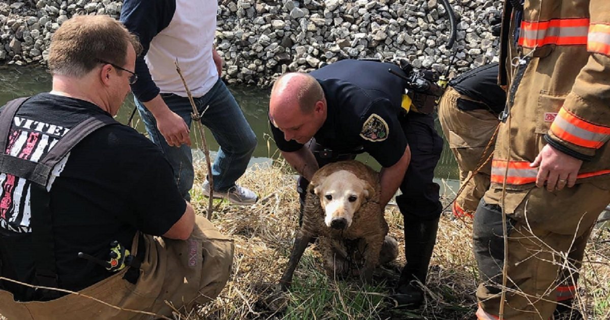 d3 5.jpg?resize=1200,630 - Les premiers secours ont sauvé juste à temps un vieux chien d'un ruisseau glacé!