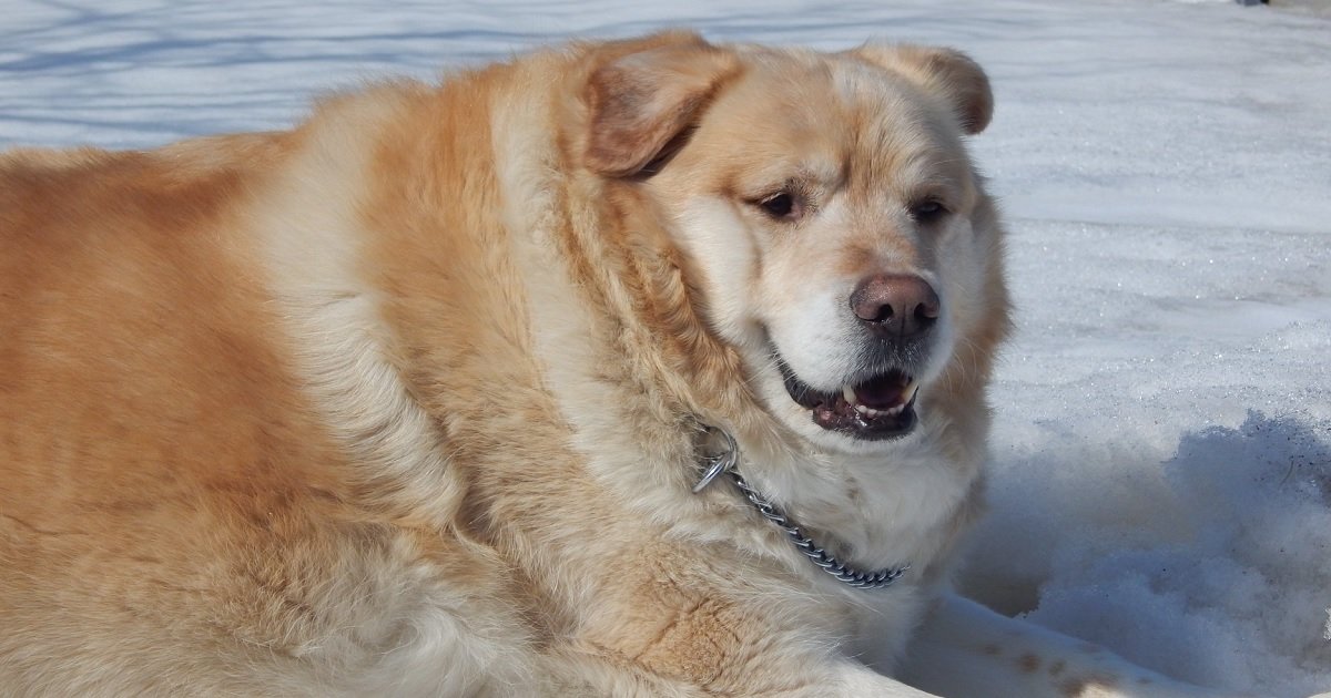d3 7.jpg?resize=1200,630 - Une chienne qui pesait 78kg a failli être euthanasiée pour cause d'obésité mais un miracle lui a sauvé la vie