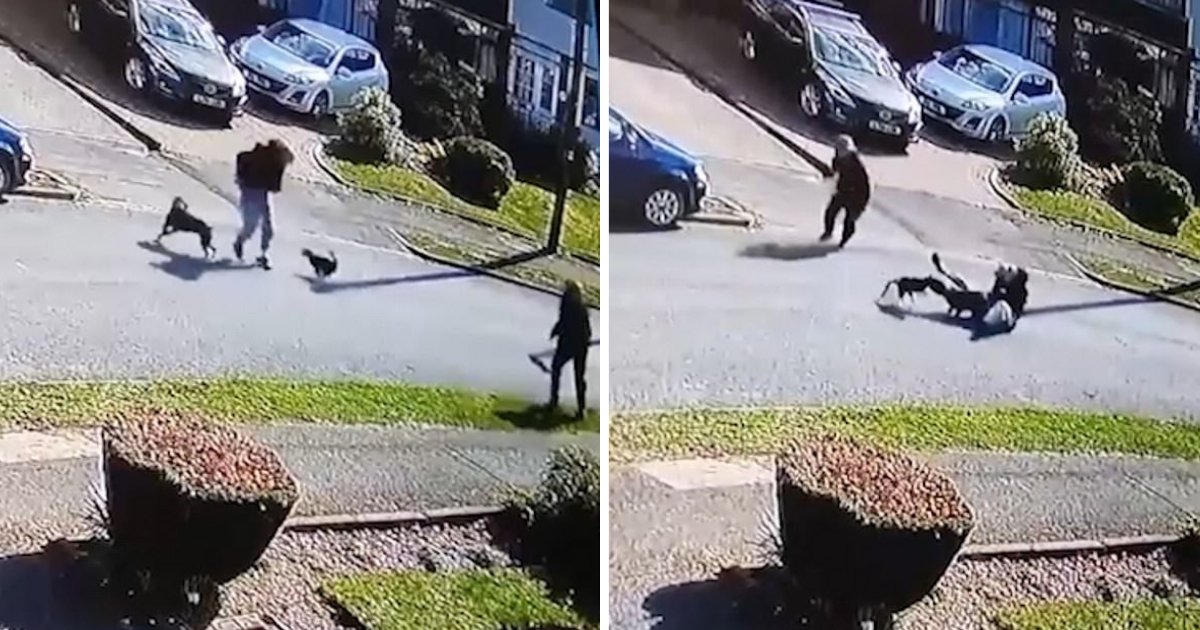 d4 1.png?resize=412,232 - The Fearless Cat Attacked a Staffordshire Bull Terrier Leaving The Owner Flat On His Back
