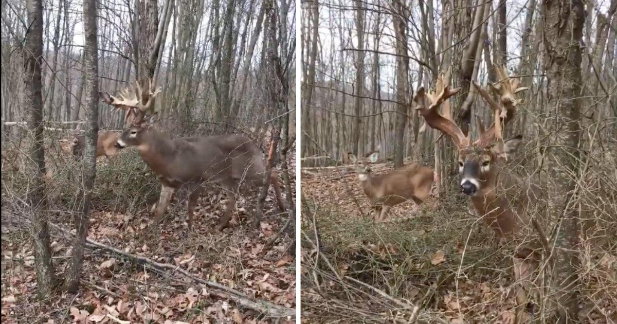 d4 3.png?resize=1200,630 - A Video of Buck Protecting His Girlfriend From Hunter Is A Must Watch