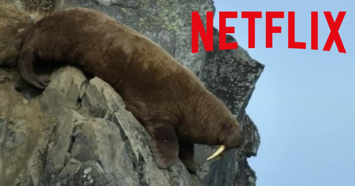 d4 6.png?resize=412,275 - Our Planet, The New Netflix Show Can Bring Animal Lovers to Tears