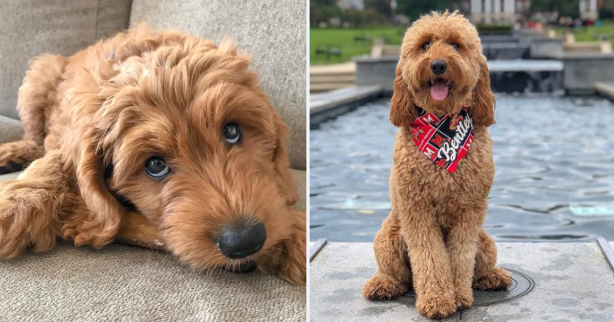 two year old goldendoodle