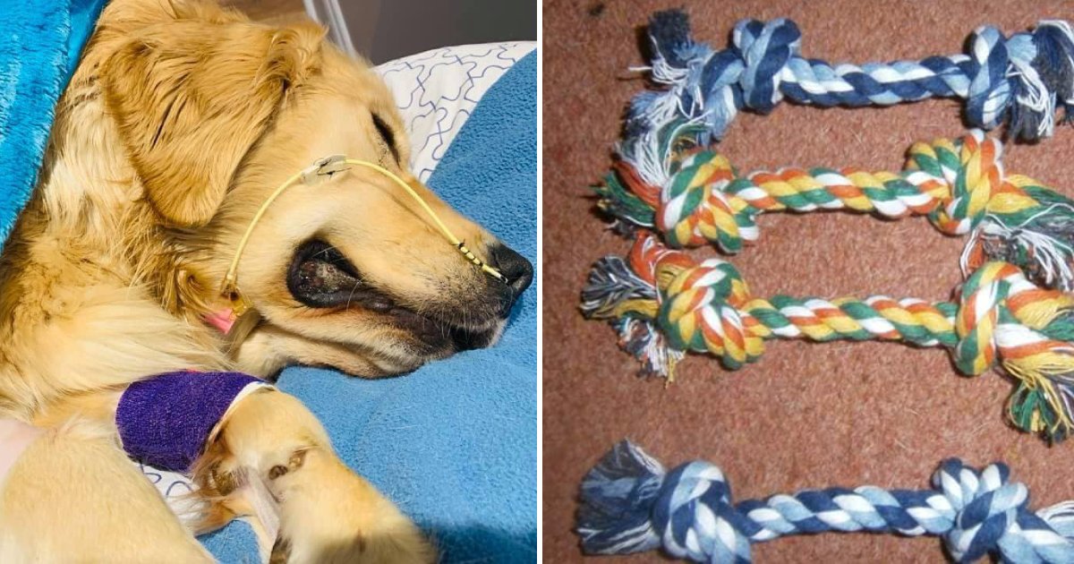 dog and rope toys.png?resize=1200,630 - Devastated Dog Owner Warned People About The Dangers Of Rope Toys