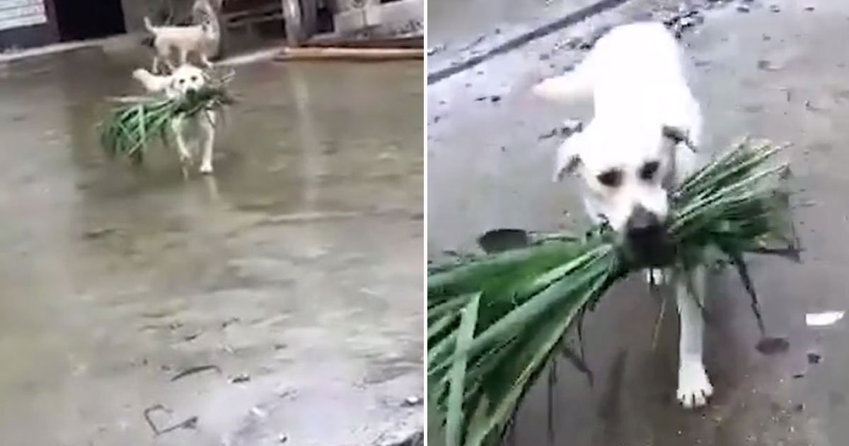 dog brings food buffalo.jpg?resize=412,232 - Vidéo d'un chien apportant un paquet d'herbe à son ami le buffle qui est affamé
