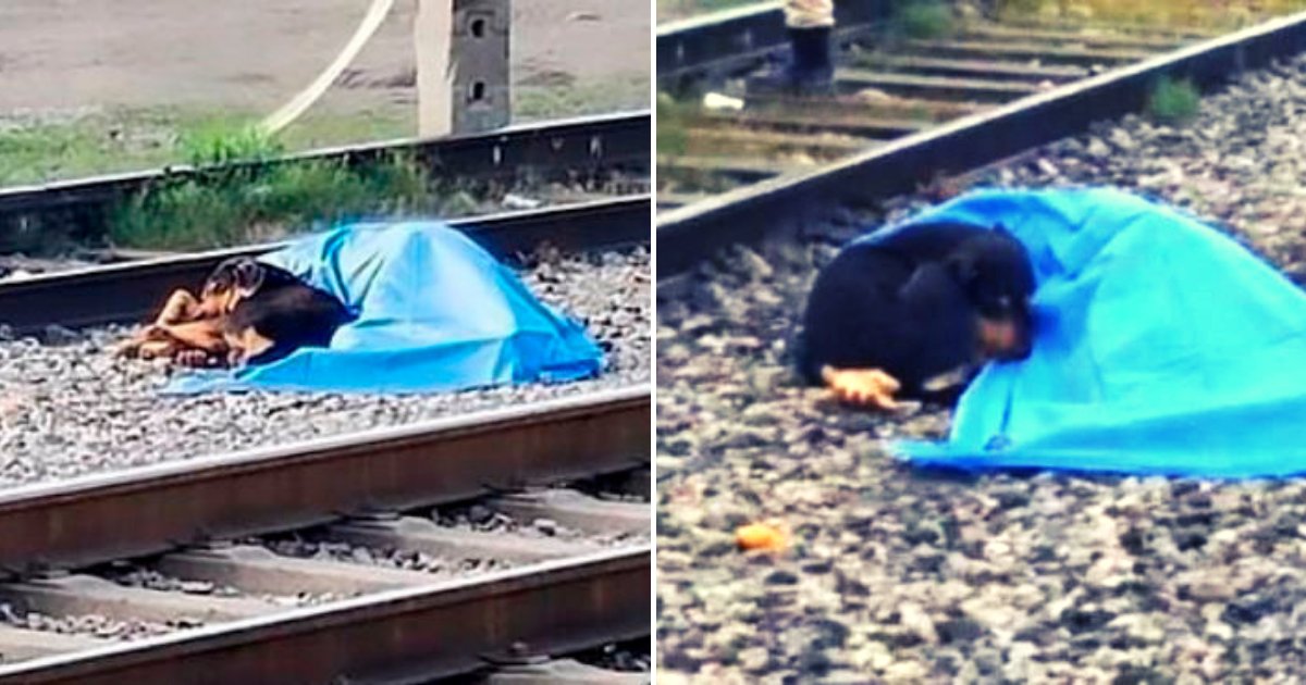 dog4.png?resize=412,232 - Loyal And Heartbroken Dog Lies Next To Owner's Body After He Was Hit By Train